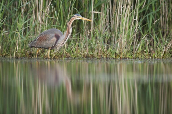 Purperreiger