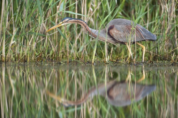 Purperreiger