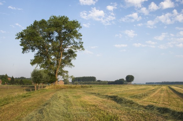 Gravejansdijk