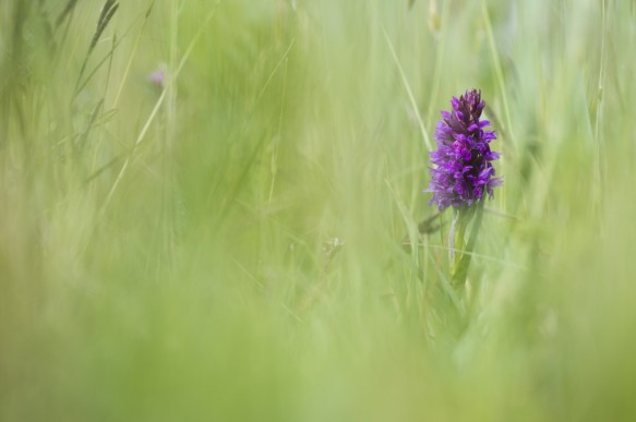 Brede orchis