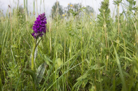 Brede orchis