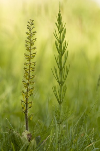 Grote keverorchis en heermoes.