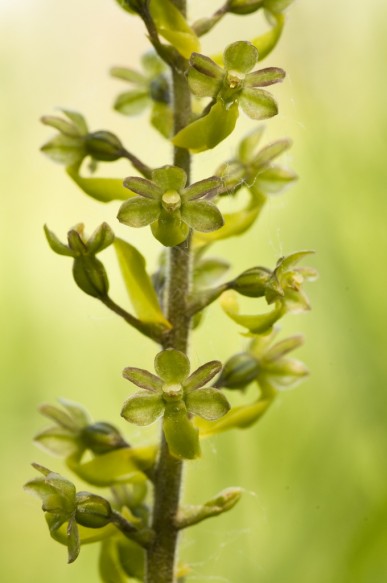 Grote keverorchis