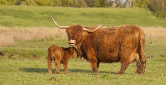 Schotse hooglander