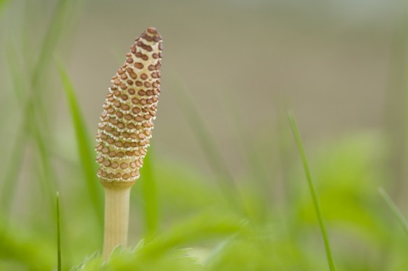 Heermoes