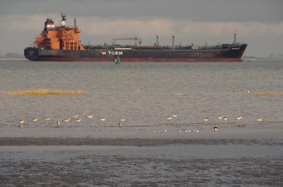 Westerschelde