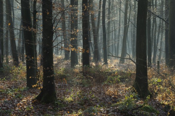 Bellebargiebos of Kwadenbos