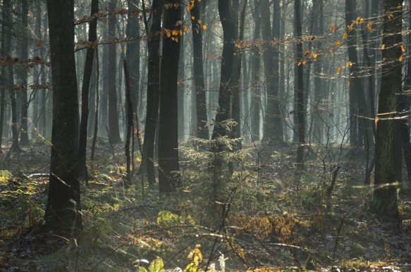 Bellebargiebos of Kwadenbos