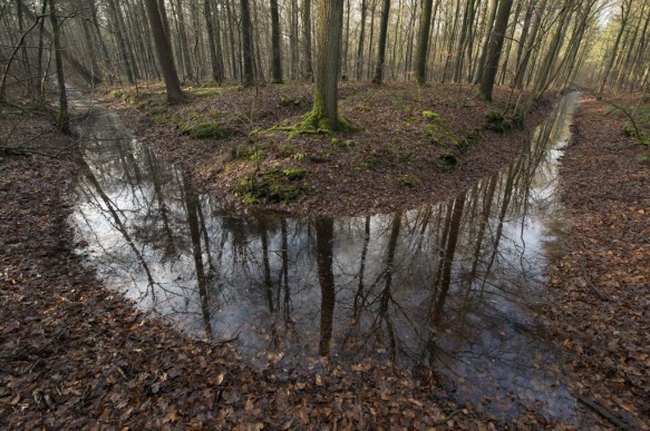 Bellebargiebos of Kwadenbos