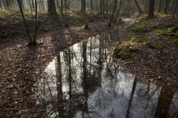 Bellebargiebos of Kwadenbbos