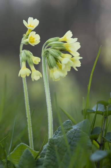 Slanke sleutelbloem