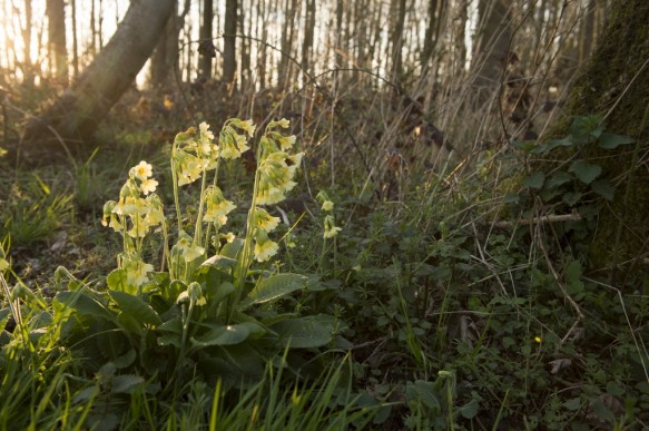 Slanke sleutelbloem