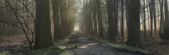 Dreef in het Heidebos.