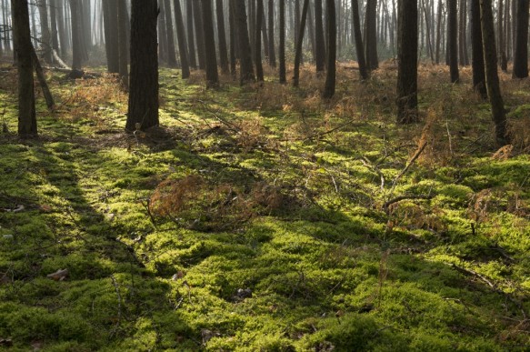 Heidebos