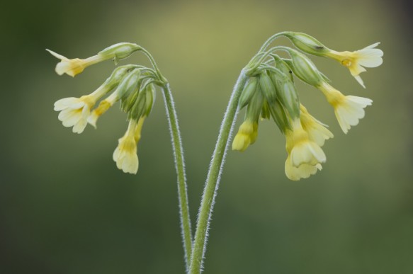 Slanke sleutelbloem