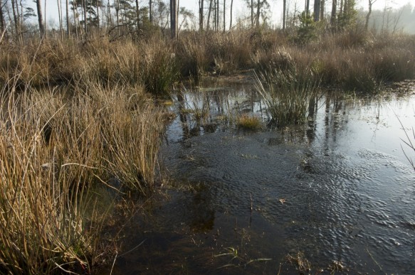 Natte heide.