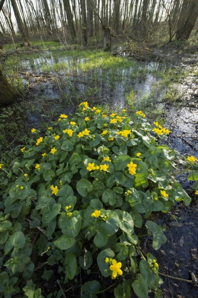 Dotterbloem