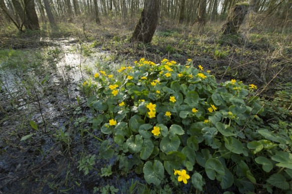 Dotterbloem