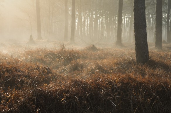 Heidebos