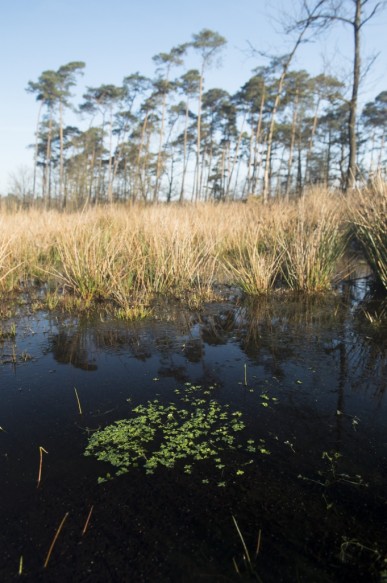 Natte heide.