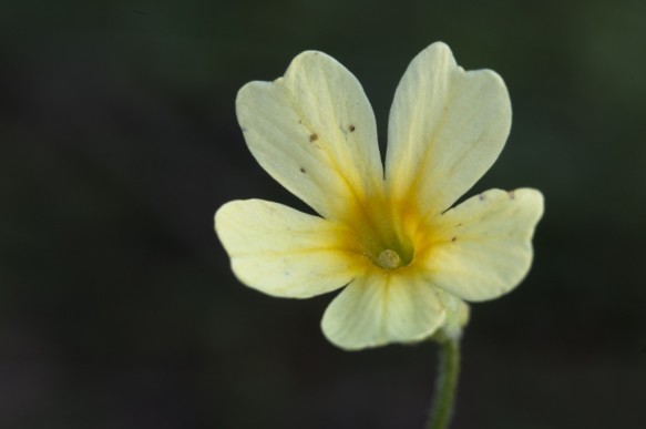 Slanke sleutelbloem