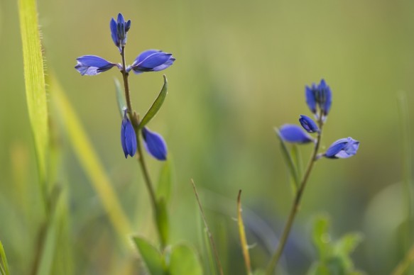 Liggende vleugeltjesbloem