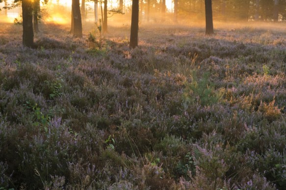 Bloeiende heide
