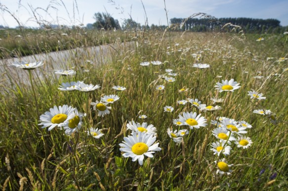 Margrieten