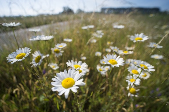 Margrieten