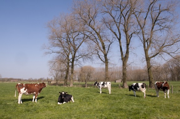 Koeien in weide.