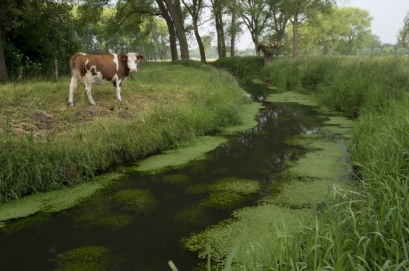 De Oude Kale