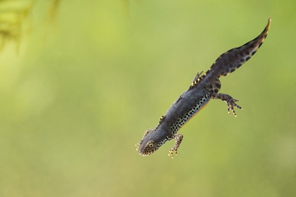 Alpenwatersalamander