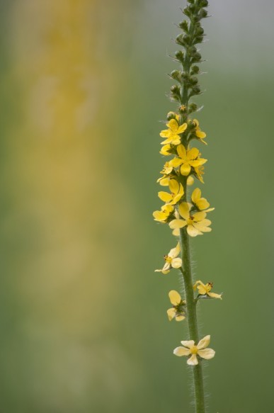 Agrimonie