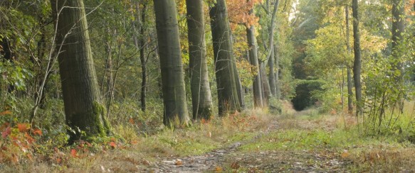 De Oude Gentweg