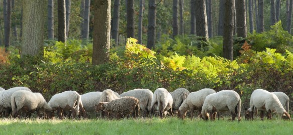 Schapenbegrazing