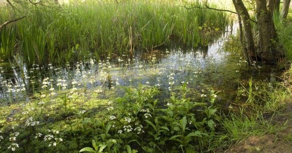 waterviolier