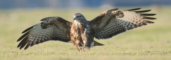 Buizerd