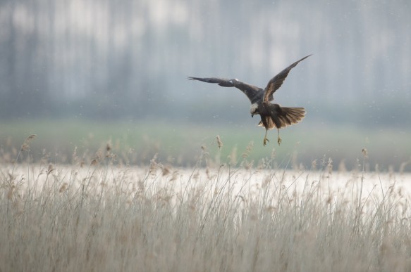 Bruine kiekendief