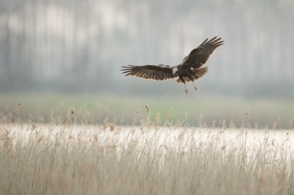 Bruine kiekendief