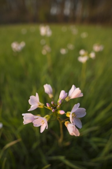 Pinksterbloem