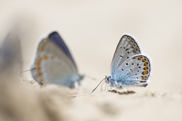 Blauwtjes