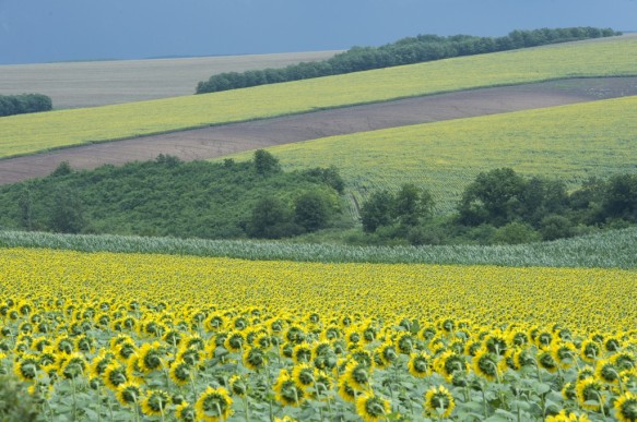 Zonnebloemen