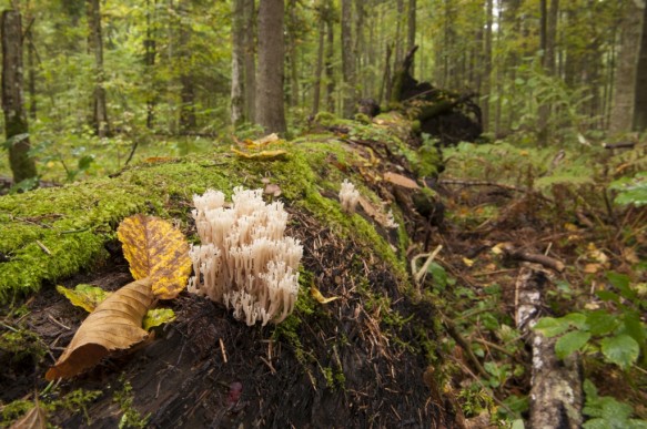 De Woukarpaten in Polen.