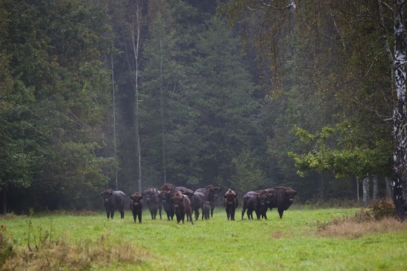 De Woukarpaten in Polen.