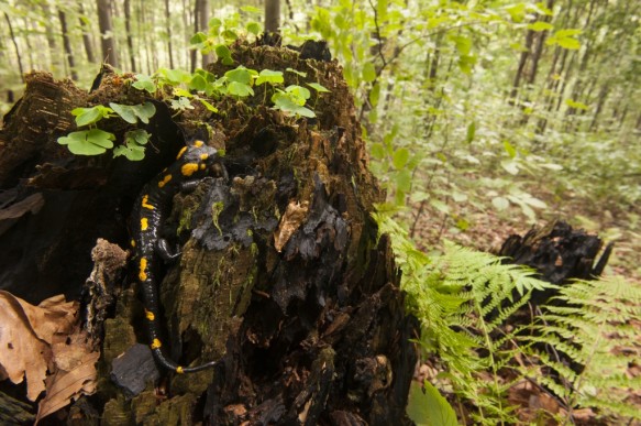 Vuursalamander in Polen.