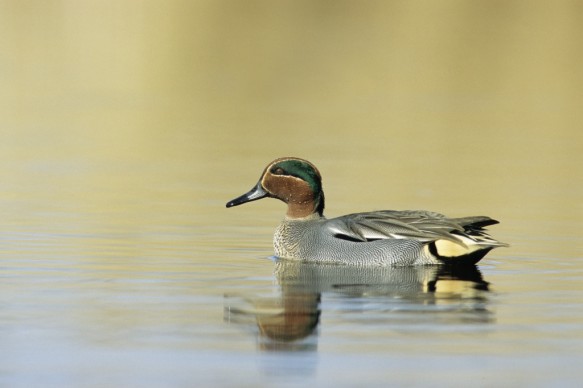 Wintertaling