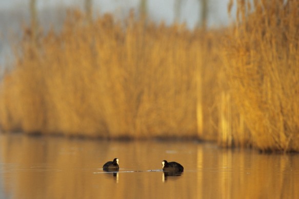 Meerkoeten