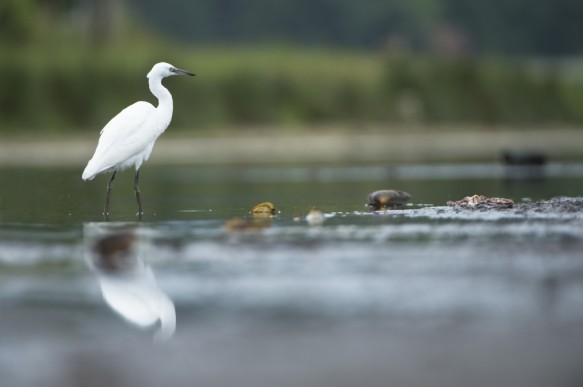 Kleine zilverreiger