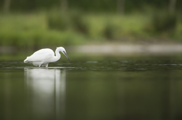 Kleine zilverreiger