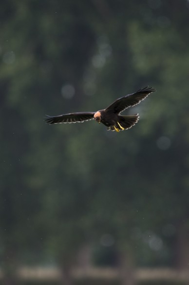 Jonge bruine kiekendief